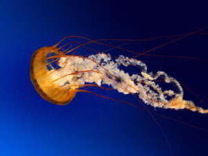 Jellyfish-compress