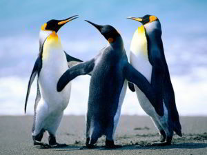 Penguins-compress